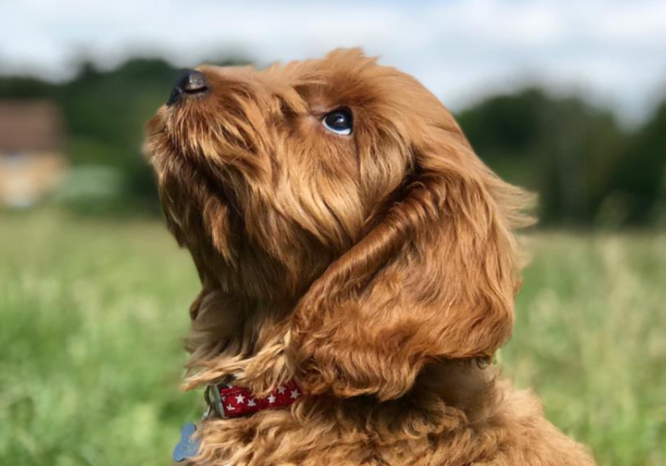 Local cockapoo hot sale breeders